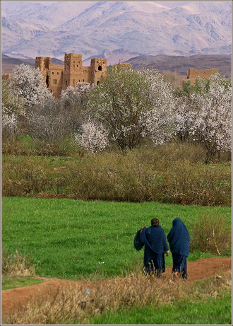 Фотография Марокко. Цветение миндаля в Анти-Атласе... 