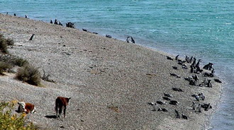 Фотография Аргентины. Аргентина. Коровы и пингвины на одном пляже 