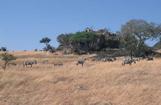 Фотография Намибии. Намибия, пасущиеся зебры 