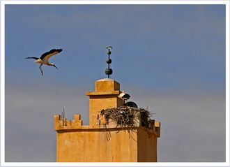 Фотография Марокко. Обживая минареты... 
