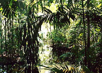 Фотография Гвинеи. Джунгли в Новой Гвинеи 