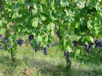 Фотография Лихтенштейна. Виноградники в Лихтенштейне 
