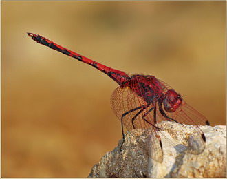 Фотография Иордании. Красный дракон 