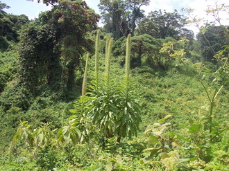 Фотография Конго. Африканские джунгли на границе Конго 