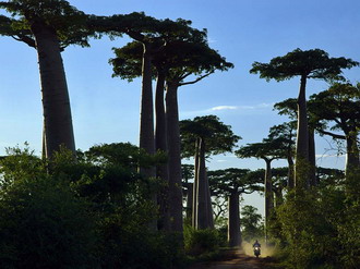Фотография Мадагаскара. Природный мир Мадагаскара 