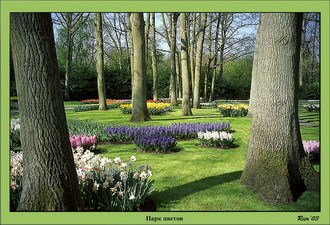 Фотография Голландия. Парк цветов 